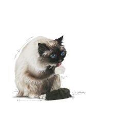 Royal Canin Hairball Care 2 Kg Yetişkin Kuru Kedi Maması