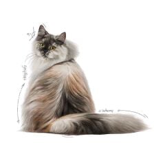 Royal Canin Jelly Hair Skin Kedi Maması 85 Gr (12Adet x 85Gr)