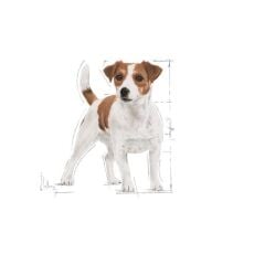 Royal Canin Mini Adult Köpek Maması 4 Kg