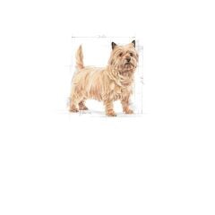 Royal Canin Ccn Mini Light Weight Care Yetişkin Köpek Maması 3Kg