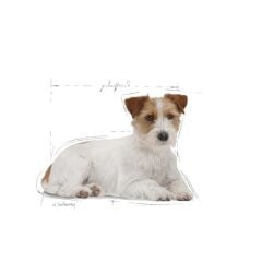 ROYAL CANIN KÖPEK MINI AGEING 85G (12 Adet x 85GR)